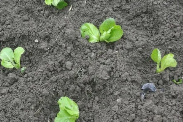 立冬了能不能对白菜浇水，浇水后植株容易受冻