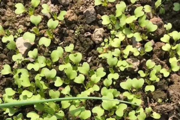 立冬了能不能对白菜浇水，浇水后植株容易受冻