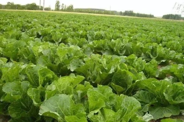 立冬了能不能对白菜浇水，浇水后植株容易受冻