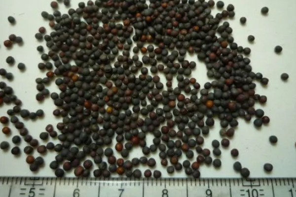 立冬了能不能对白菜浇水，浇水后植株容易受冻