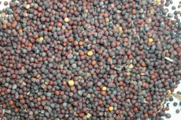 立冬了能不能对白菜浇水，浇水后植株容易受冻