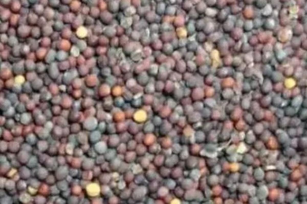 立冬了能不能对白菜浇水，浇水后植株容易受冻