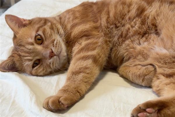 猫发烧和猫瘟的区别，表现出来的症状不同