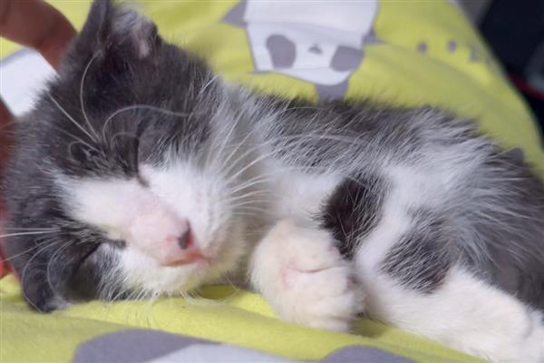 猫发烧和猫瘟的区别，表现出来的症状不同