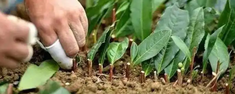 含笑花怎么扦插,对枝条消毒风干伤口再插入土壤中