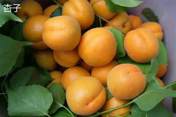 李子和杏子有什么区别,科属和形状不同