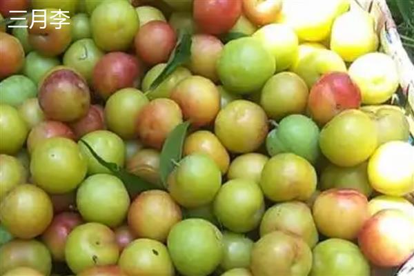 李子和杏子有什么区别,科属和形状不同