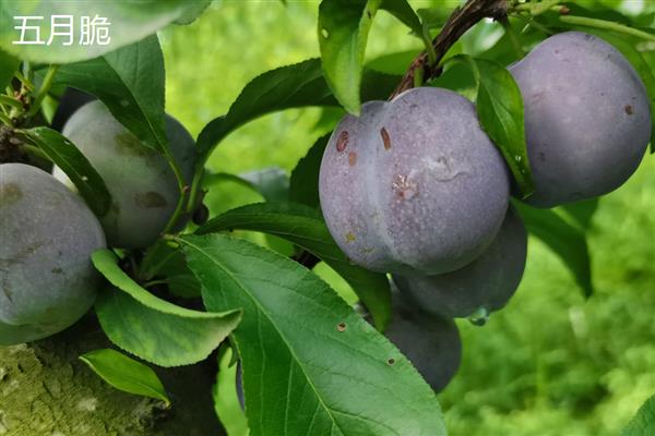 李子和杏子有什么区别,科属和形状不同