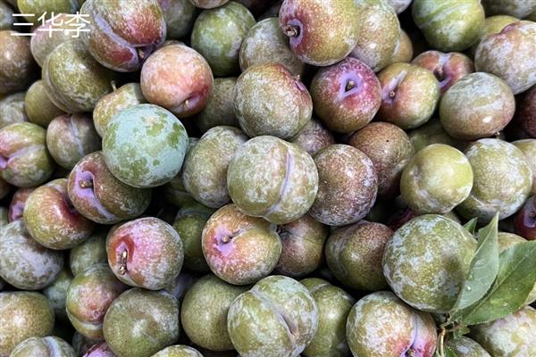 李子和杏子有什么区别,科属和形状不同