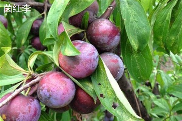 李子和杏子有什么区别,科属和形状不同