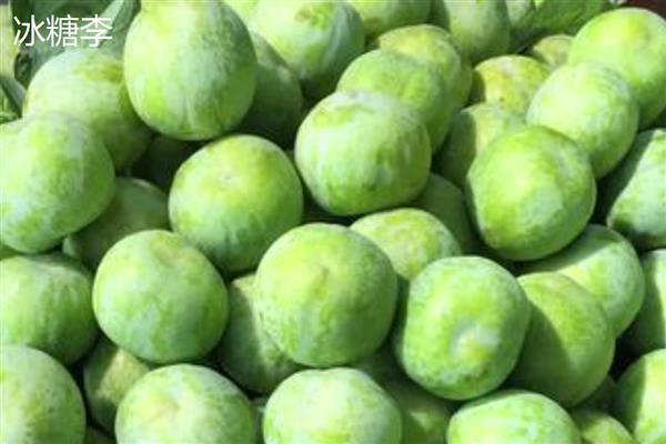 李子和杏子有什么区别,科属和形状不同