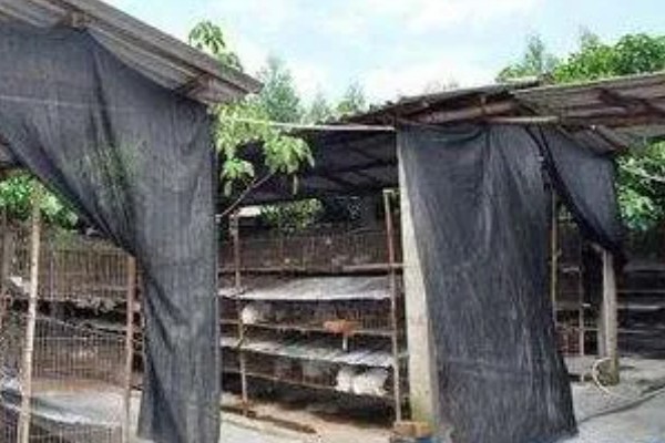 獭兔如何安全度夏,每天要定时打扫兔舍