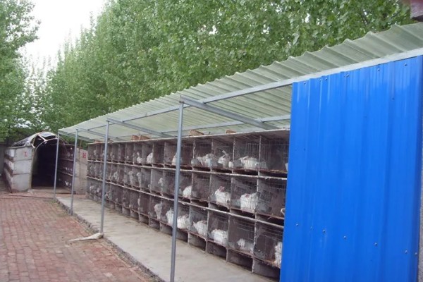 獭兔如何安全度夏,每天要定时打扫兔舍