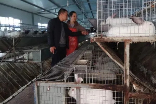 獭兔如何安全度夏,每天要定时打扫兔舍