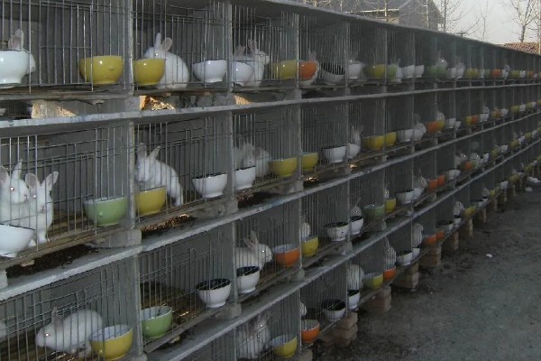 獭兔如何安全度夏,每天要定时打扫兔舍