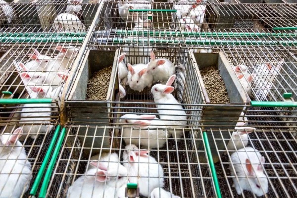 獭兔如何安全度夏,每天要定时打扫兔舍