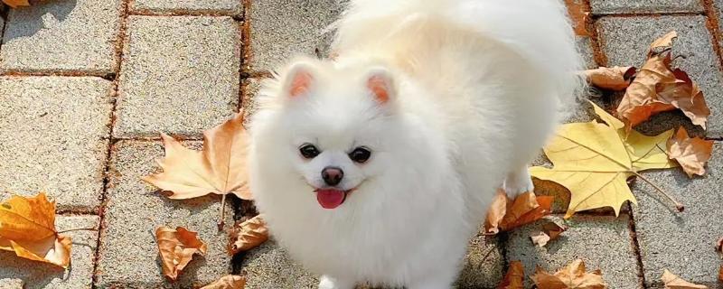 治疗犬传染性肝炎的方法，用干扰素抗击病毒的效果较好