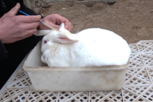 獭兔如何安全度夏,每天要定时打扫兔舍