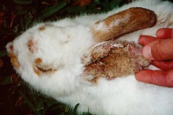 獭兔如何安全度夏,每天要定时打扫兔舍