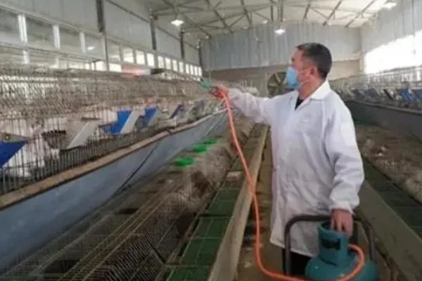 獭兔如何安全度夏,每天要定时打扫兔舍