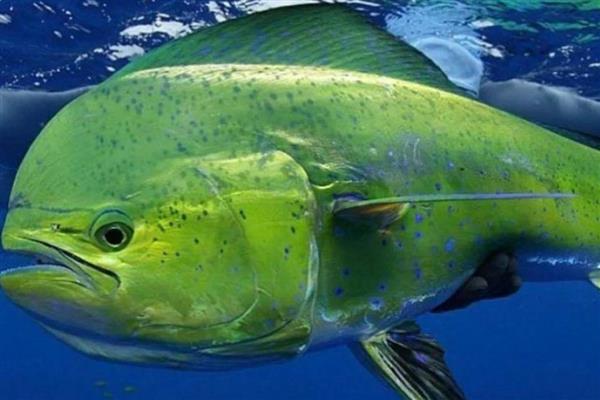 鲯鳅是哪种鱼，俗称飞乌虎、鬼头刀等