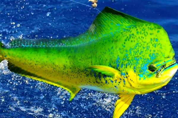 鲯鳅是哪种鱼，俗称飞乌虎、鬼头刀等