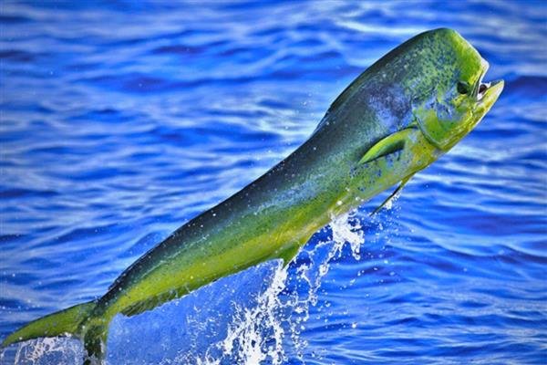 鲯鳅是哪种鱼，俗称飞乌虎、鬼头刀等