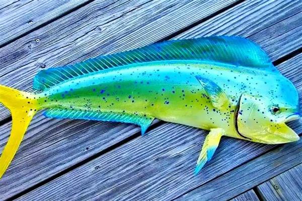 鲯鳅是哪种鱼，俗称飞乌虎、鬼头刀等