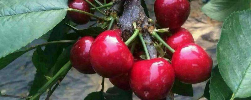 拉宾斯甜樱桃刚长的小芽是什么颜色,尖端的部分则是呈淡红色