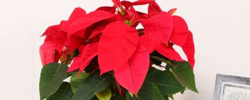 摆放一品红的禁忌,忌将植株摆放在室内