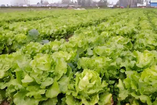 农作物用了激素土壤受到破坏怎么处理，要采取生物修复