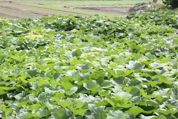 农作物用了激素土壤受到破坏怎么处理，要采取生物修复