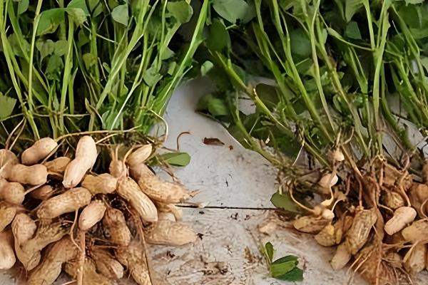 农作物用了激素土壤受到破坏怎么处理，要采取生物修复