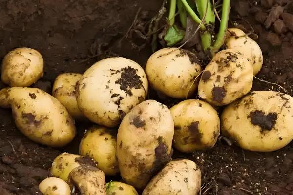 农作物用了激素土壤受到破坏怎么处理，要采取生物修复