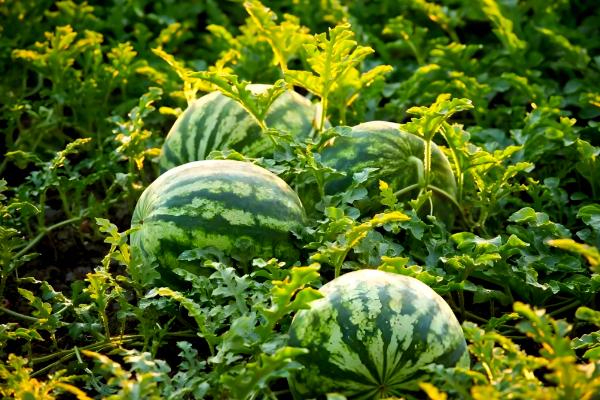 农作物用了激素土壤受到破坏怎么处理，要采取生物修复