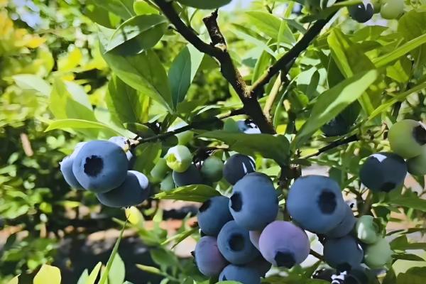 农作物用了激素土壤受到破坏怎么处理，要采取生物修复