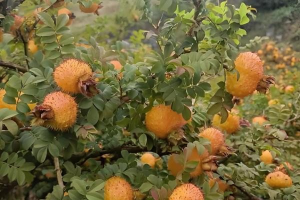 农作物用了激素土壤受到破坏怎么处理，要采取生物修复