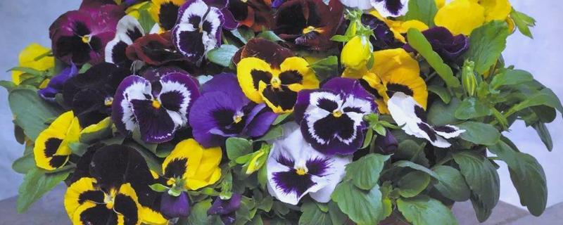 蝴蝶花有什么特点，其花朵的形状和蝴蝶相似