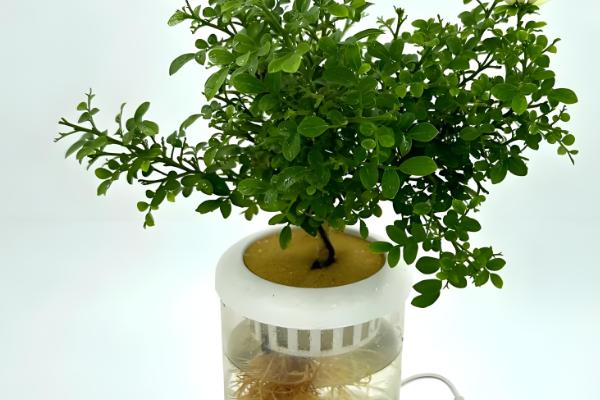 水培九里香的养殖方法,需确保光照的充足