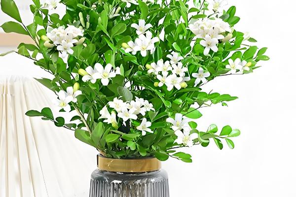 水培九里香的养殖方法,需确保光照的充足