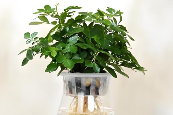 水培九里香的养殖方法,需确保光照的充足