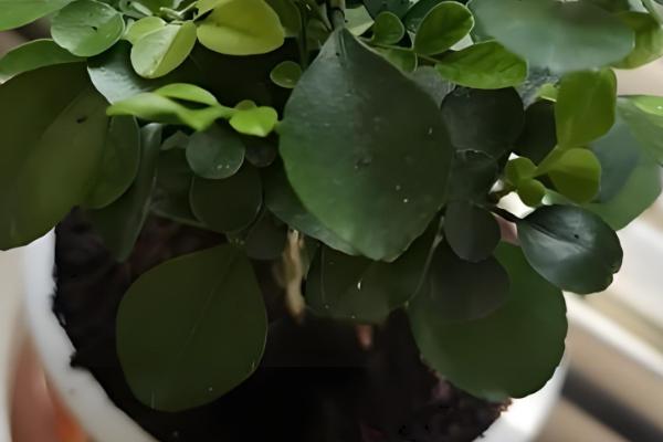 水培九里香的养殖方法,需确保光照的充足