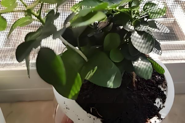 水培九里香的养殖方法,需确保光照的充足