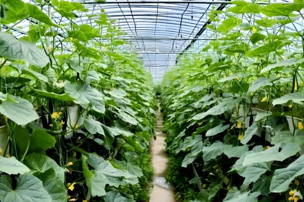 大棚黄瓜怎么留瓜,根据根瓜的长势决定去留