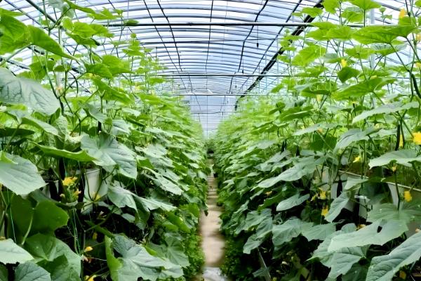 大棚黄瓜怎么留瓜,根据根瓜的长势决定去留