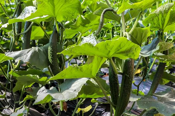 大棚黄瓜怎么留瓜,根据根瓜的长势决定去留