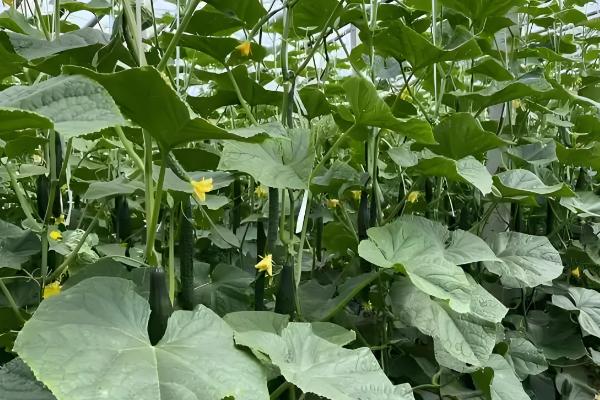 大棚黄瓜怎么留瓜,根据根瓜的长势决定去留