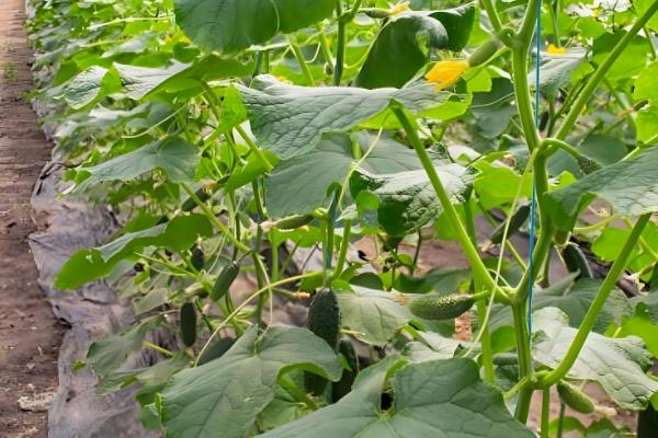 大棚黄瓜怎么留瓜,根据根瓜的长势决定去留