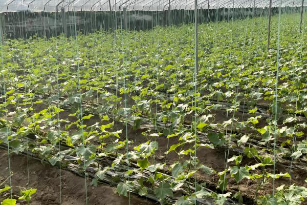 大棚黄瓜怎么留瓜,根据根瓜的长势决定去留