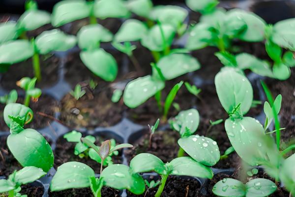 大棚黄瓜怎么留瓜,根据根瓜的长势决定去留